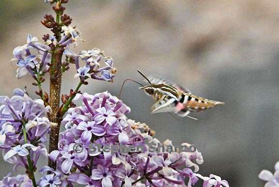 hyles lineata 2 graphic